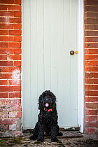 Black cockpoo sitting at cottage door. Wiltshire, UK