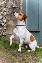 Jack Russell Terrier listening to owner, rescue dog, Wiltshire, UK