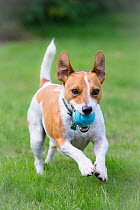 Jack Russell Terrier running with ball. Wiltshire, UK
