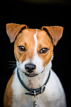 Jack Russell Terrier, Wiltshire, UK