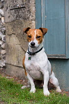 Jack Russell Terrier sitting, rescue dog, Wiltshire, UK