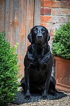 Black Labrador retriever waiting by door. Wiltshire, UK