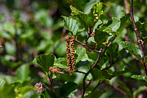 Green alder (Alnus viridis suaveolens) catkins and leaves. Restonica Valley, Regional Natural Park of Corsica, France. July.