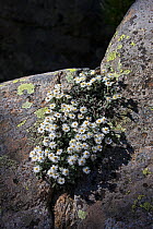 Asters (Castroviejo frigida) growing in rock crevice. Near Lac de Melu, Restonica Valley, Corte, Regional Natural Park of Corsica, France. July.
