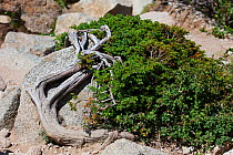 Dwarf juniper (Juniperus procumbens nana) growing over rocks with Mount Etna barberry (Berberis aetnensis). Restonica Valley, Regional Natural Park of Corsica, France. July.