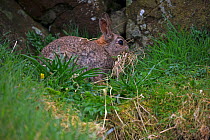 European rabbit (Oryctolagus cuniculus) collecting bedding. Lunga Island, Treshnish Isles, Inner Hebrides, Scotland, UK. May.