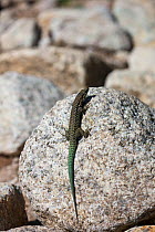 Tyrrhenian wall lizard (Podarcis tiliguerta) basking on rock. Restonica Valley, Regional Natural Park of Corsica, France. July.
