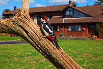 Great spotted woodpecker (Dendrocopos major) perched on tree in garden. Crow, Ringwood, Hampshire, England, UK. April 2018.