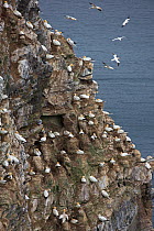 Northern gannet (Morus bassanus) nesting colony on cliff. Troup Head, Aberdeenshire, Scotland, UK. May.