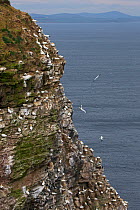 Northern gannet (Morus bassanus) nesting colony on cliff. Troup Head, Aberdeenshire, Scotland, UK. May 2018.