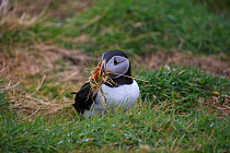 Atlantic puffin (Fratercula arctica) with nesting material in beak. Lunga Island, Treshnish Isles, Firth of Lorn, Inner Hebrides, Argyll and Bute, Scotland, UK. May.