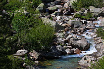 Restonica River flowing through rocks. Restonica Valley, Regional Park of Corsica, France. July 2018.