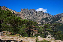 Corsican pine (Pinus nigra laricio) with peaks of Aiguilles de Bavella in background. Col de Bavella, Corsica, France. July 2018