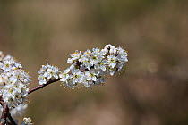 Blackthorn (Prunus spinosa) flowers. Isle of Purbeck, Dorset, England, UK. April.