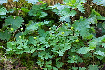 Moschatel (Adoxa moschatellina) group amongst nettle (Urtica dioica). Blashford Lakes Nature Reserve, Hampshire and Isle of Wight Wildlife Trust Reserve, Ellingham, Ringwood, Hampshire, England, UK. A...