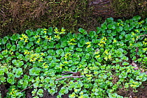 Opposite-leaved golden saxifrage (Chrysosplenium oppositifolium). Blashford Lakes Nature Reserve, Hampshire and Isle of Wight Wildlife Trust Reserve, Ellingham, Ringwood, Hampshire, England, UK. April...