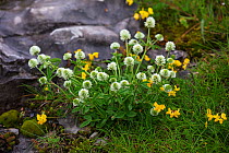 Mountain clover (Trifolium montanum) and Bird&#39;s-foot trefoil (Lotus sp). Alpine meadow, Plateau de Beurre, Vercors Regional Natural Park, France. June.