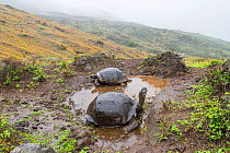 Cerro Azul giant tortoise (Chelonoidis vicina) Cerro Azul, Isabela Island, Galapagos.