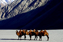 Bactrian camels (Camelus bactrianus) on sand, Nubra Valley, Ladakh, India. September.