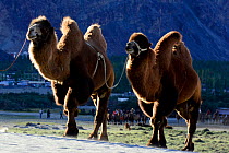 Bactrian camels (Camelus bactrianus) Nubra Valley. Ladakh, India, September 2018.