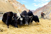 Domestic yaks threshing cereal crop, village of Kanji, Zanskar .Ladakh, India, September 2018.