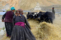 Women feeding domestic yaks. Village of Kanji, Zanskar, Ladakh, India, September 2018.