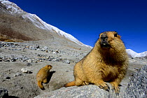 Himalayan marmot (Marmota himalayana). Chantang Wlidlife Sanctuary, Ladakh, India, September 2018.