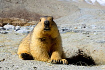 Himalayan marmot (Marmota himalayana). Chantang Wlidlife Sanctuary. Ladakh, India,