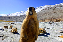 Himalayan marmot (Marmota himalayana). Chantang Wildlife Sanctuary. Ladakh, India,