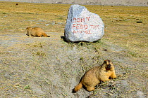 Himalayan marmot (Marmota himalayana) with Don&#39;t Feed the Animals sign painted on rock. Chantang Wlidlife Sanctuary. Ladakh, , India,