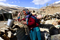 Woman from Puga village carrying baby on her back while taking care of her goats . Rupshu region, Ladakh, India, September 2018.