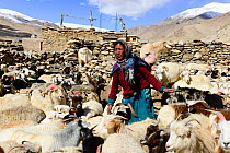 Woman from the village of Puga taking care of her goats. Rupshu region of Ladakh, ,India, September 2018.