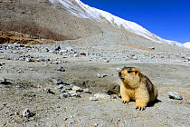 Himalayan marmot (Marmota himalayana). Chantang Wlidlife Sanctuary. Ladakh, India.