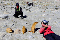 Tourists taking pictures of Himalayan marmots (Marmota himalayana) with mobile phone, Chantang Wlidlife Sanctuary. Ladakh, India, September 2018.
