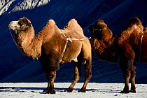 Bactrian camels (Camelus bactrianus) in sand dunes, Nubra Valley. Ladakh, India,