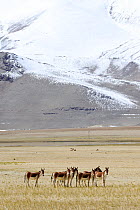 Kiangs (Equus kiang) on grassland by Tso Kar Lake, Chantang Wildlife Sanctuary. Ladakh, India,