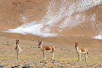 Kiangs (Equus kiang) prairies of Tso Kar Lake, Chantang Wildlife Sanctuary, Ladakh , India,