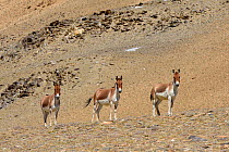 Kiangs (Equus kiang) near Tso Kar Lake, Chantang Wildlife Sanctuary, Ladakh , India.