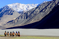 Tourists riding Bactrian camels (Camelus bactrianus) in sand dunes, Nubra Valley. Ladakh, India, September 2018.