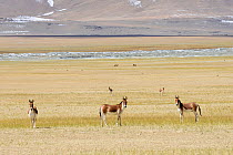 Kiangs (Equus kiang) on grassland near Tso Kar Lake, Chantang Wildlife Sanctuary. Ladakh, India, September 2018.