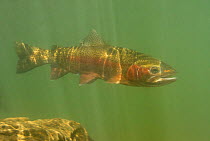 Rainbow trout (Oncorhynchus mykiss) in cold turbid water, Gunnison River, Colorado, USA, April.