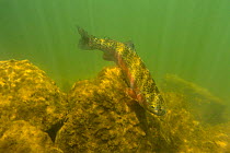 Rainbow trout (Oncorhynchus mykiss) in cold turbid water, Gunnison River, Colorado, USA, April.