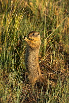 Richrdson&#39;s ground squirrel (Urocitellus richardsonii) skimming the seeds off Western Wheatgrass. North Park, Colorado, USA. June.