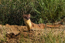 Short-tailed Weasel (Mustela erminea) at burrow, North Park, Colorado, USA, June.
