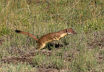 Short-tailed Weasel (Mustela erminea) hunting, North Park, Colorado, USA, June.