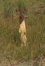 Short-tailed weasel (Mustela erminea) standing alert. North Park, Colorado, USA, June.