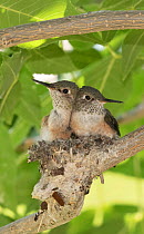 Broad-tailed Hummingbird (Selasphorus platycercus) two almost full grown chicks, too large for their nest. Aurora, Colorado, USA, August.