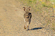 White-tailed jackrabbit (Lepus townsendii) running on a dirt road, Jackson County, Colorado, USA, June.