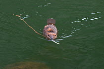 American beaver (Castor canadensis) swimming to the bank dragging a small branch, Gunnison River, Colorado, USA, April.