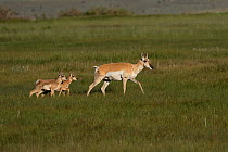 Pronghorn antelopes (Antelocapra americana) with twin fawns playing, North Park Prairie, Colorado, USA, June.